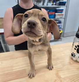 Tchoupitoulas photo 3