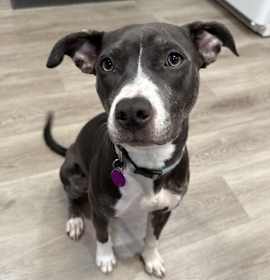 Passion Fruit photo 1