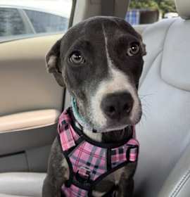 Passion Fruit photo 4