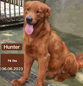 Photo of Hunter