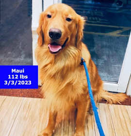 Photo of Maui