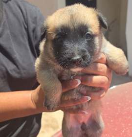 Photo of Duchess