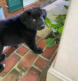 Photo of Apex