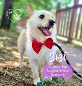 Photo of Zizi