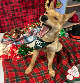 Photo of Sky - Off site at Mutts With Manners