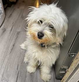 Photo of Teddy