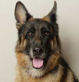 Photo of Sandy 7229