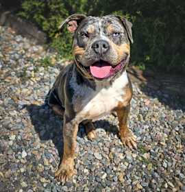 Marvelous Ms Mon Cheri ~ Classic American Bully photo 2