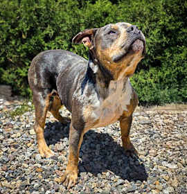 Marvelous Ms Mon Cheri ~ Classic American Bully photo 3