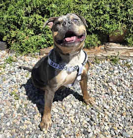 Marvelous Ms Mon Cheri ~ Classic American Bully photo 4