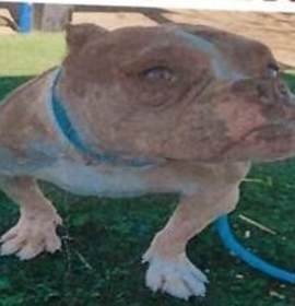 Photo of Violet (A114179)