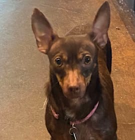 Photo of Mia (Dallas)