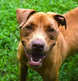 Photo of Ace (Bronco)