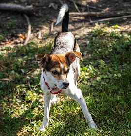 Photo of Cooper (VA)