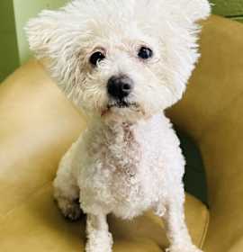 Photo of Dora