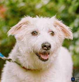 Photo of Alvin - local - sf