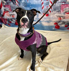 Photo of Livvi (Zoey Mae)