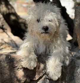 Photo of Brother bear