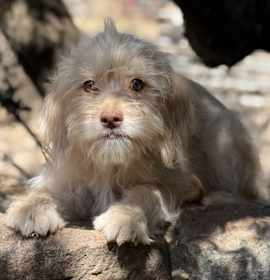 Photo of Scruffy