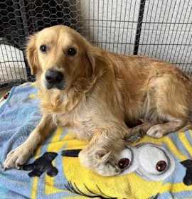 Photo of Goldie