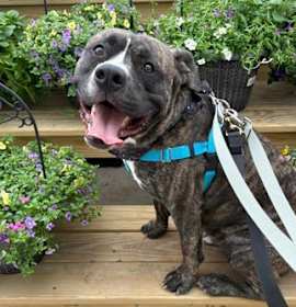 Klondike II (foster) photo 3