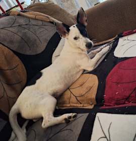 Photo of Rocket