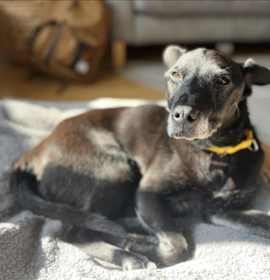 Photo of PEE-WEE
