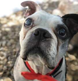 Photo of Buster Brown