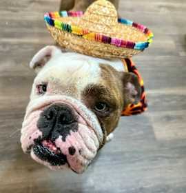 Photo of Meatloaf Man is a couch potato pancake!