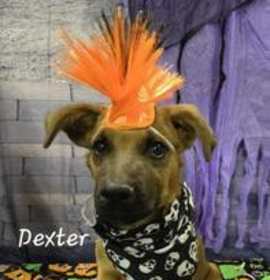 Dexter photo 2