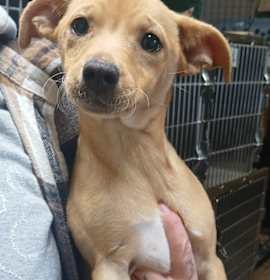 Photo of Ginger(Minnie)