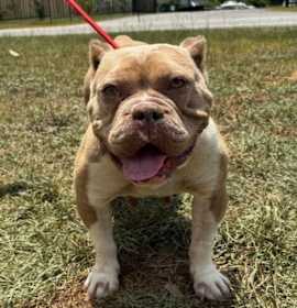 Garbage Disposal photo 4