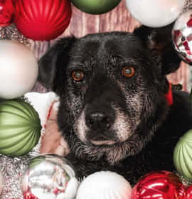 Photo of David Meadowood - LOCAL