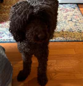 Photo of Cooper