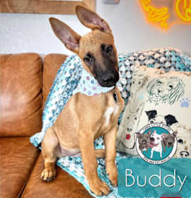 Photo of Buddy Holly