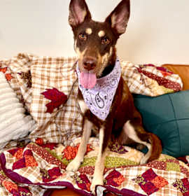 Photo of Talia Tallulah is a Gentle Peanut Butter Princess