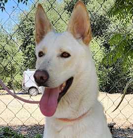 Photo of Chrysanthemum