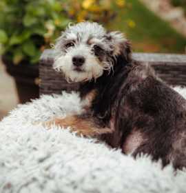 Photo of Remi