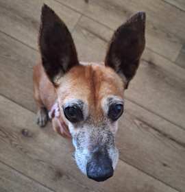 Photo of Ms. Brownie