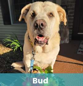 Photo of Bud