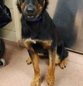 Photo of Amaya Papaya