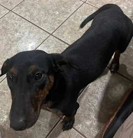 Daisy  -  Bonded With Norman  -  So Ca photo 2