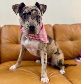 Photo of Evee petite perfection in every way