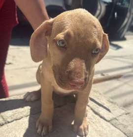 Photo of Frankie (Francesca)