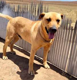 Photo of Scooby