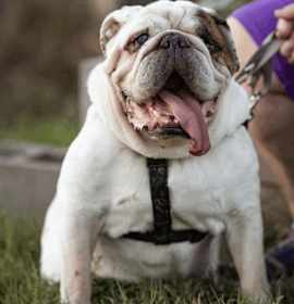 Photo of Grover T. Biscuit