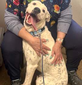 Baldo (foster) photo 2