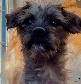 Photo of Petunia