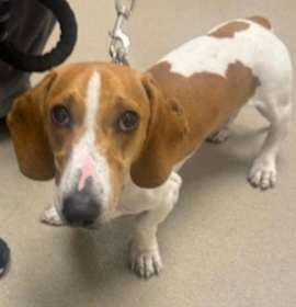 Photo of Buster  -  So Ca