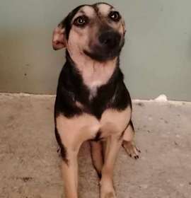 Photo of Galo